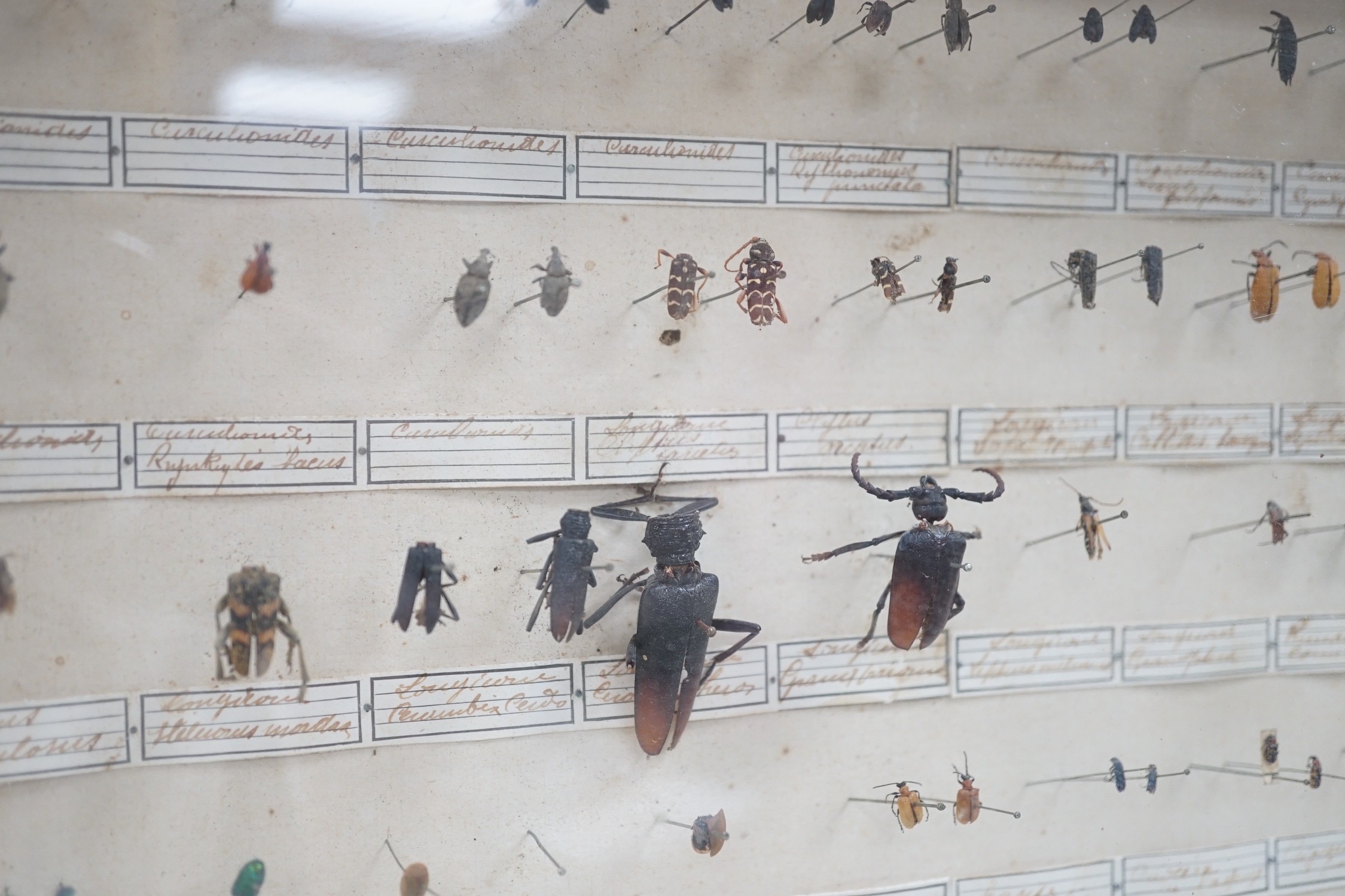 Two cased and labelled beetle taxidermy specimen cabinets, 39cms wide